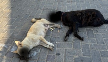 İzmir’de sokak hayvanları katliamı:  Selçuk’ta en az 15 köpek zehirlenerek öldürüldü