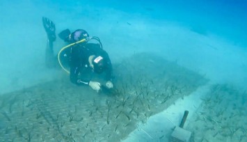 Mavi Nefes Projesi, Göcek'te 2 bin yaşında Deniz Çayırı keşfetti