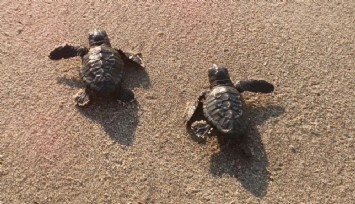 Aydın sahillerinde caretta caretta sevinci
