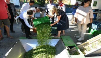 Çeşme’nin incileri: Damla sakızı ve zeytin hasadı başladı