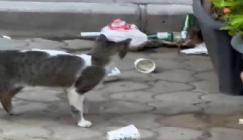 Esnaf, kedi ile farenin kapışmasını maç anlatır gibi anlattı