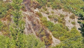 İzmir’de ibreli dikili ağaç satışı ihaleye çıkıyor
