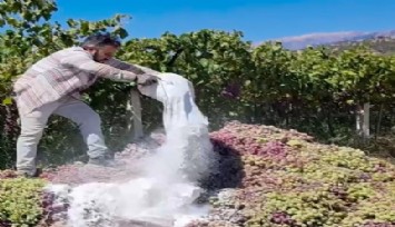 Manisa’da yasaklı ilaç alarmı: 6 ton üzüm imha edildi