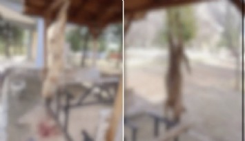 Afyonkarahisar’da parkta vahşet: Sokak köpeği çardağa asılarak katledildi