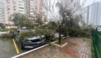 İzmir'de fırtına ağaçları devirdi: 5 araç hasarlı