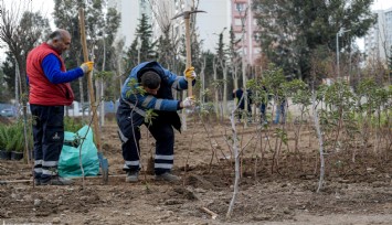 Betonun ortasında yeşeren mini ormanlar