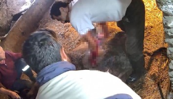 Ekmek bıçağıyla sezaryen denemesi hayvanı telef etti
