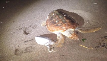 Marmaris'te caretta caretta ve yavrusu kıyıya vurdu