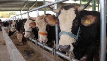 Muğla’da şap hastalığı nedeniyle 11 mahalle karantinada