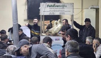 Süslü tavuklara büyük ilgi