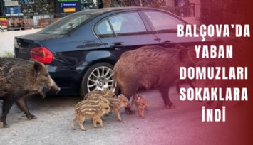Balçova’da yaban domuzları sokaklara indi