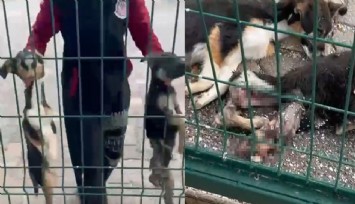 Bucak hayvan bakımevinde korkunç görüntüler