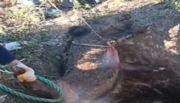 Çeşme'de çukura düşen yaban domuzunu vatandaşlar kurtardı