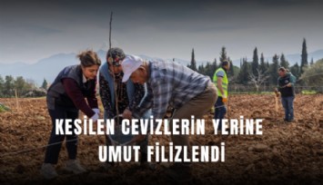 Kesilen cevizlerin yerine umut filizlendi