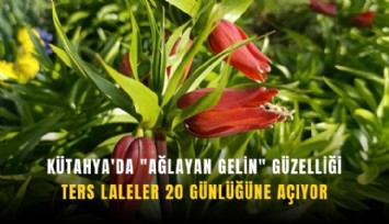 Kütahya'da 'Ağlayan Gelin' güzelliği: Ters laleler 20 günlüğüne açıyor
