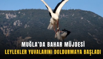 Muğla’da bahar müjdesi: Leylekler yuvalarını doldurmaya başladı
