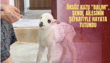 Öksüz kuzu 'Balım', Şenol ailesinin şefkatiyle hayata tutundu