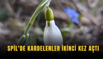 Spil'de kardelenler ikinci kez açtı