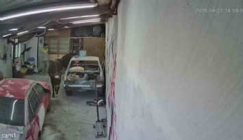 Ahırdan kaçan danalar oto tamirciyi bastı, görgü tanığı o anları anlattı: 'Nazikçe geldiler, nazikçe gittiler'