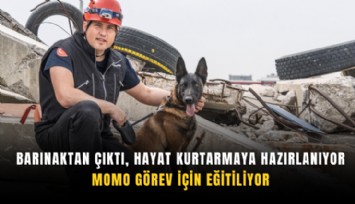 Barınaktan çıktı, hayat kurtarmaya hazırlanıyor: Momo görev için eğitiliyor