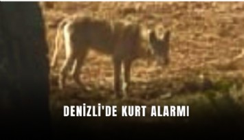 Denizli'de kurt alarmı