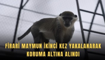 Firari maymun ikinci kez yakalanarak koruma altına alındı