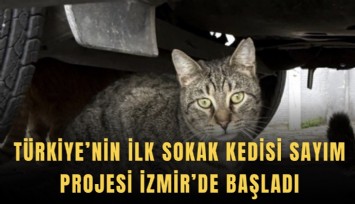 Türkiye’nin ilk sokak kedisi sayım projesi İzmir’de başladı