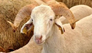 'Kurban Bayramı'nda 3,3 milyon hayvanın kesilmesi bekleniyor