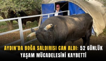 Aydın'da boğa saldırısı can aldı: 52 günlük yaşam mücadelesini kaybetti