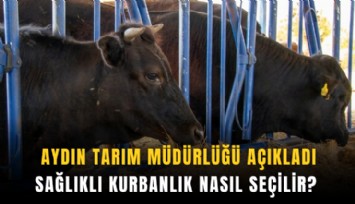 Aydın Tarım Müdürlüğü açıkladı: Sağlıklı kurbanlık nasıl seçilir?