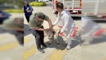 Bayramda keseceği koçla teleferik keyfi yaptı