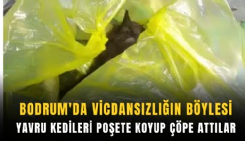 Bodrum'da vahşet: Yavru kedileri poşete koyup çöpe attılar