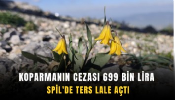Koparmanın cezası 699 bin lira: Spil'de ters lale açtı