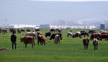 Kurban satışlarında sosyal medya tuzağı