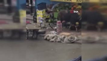 Sahibinin elinden kaçan dana yaşlı adamı yere savurdu