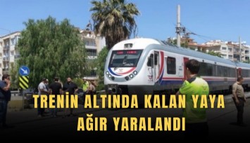 Trenin altında kalan yaya ağır yaralandı