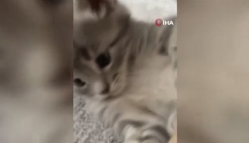 Yavru kedileri kaybolan kadın güvenlik kameralarını izleyince gözlerine inanamadı