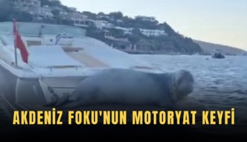 Akdeniz Foku'nun motoryat keyfi