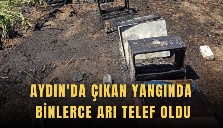 Aydın'da çıkan yangında binlerce arı telef oldu
