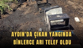 Aydın'da çıkan yangında binlerce arı telef oldu