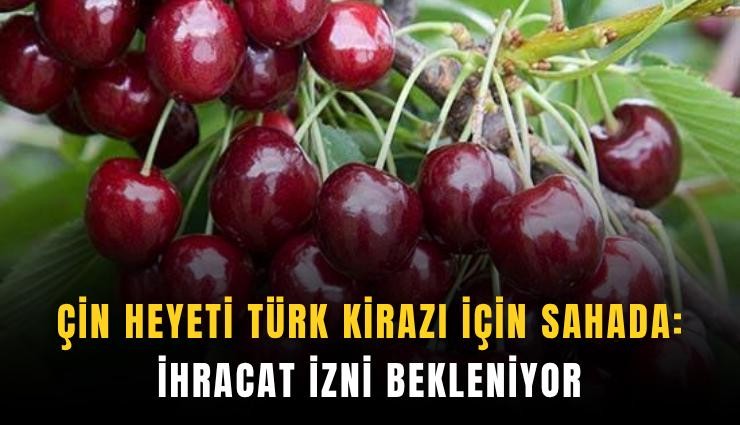 Çin heyeti Türk kirazı için sahada