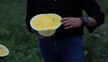 Çukurova’nın yeni gözdesi: Sarı karpuz için hasat geri sayımı