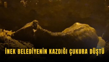 İnek belediyenin kazdığı çukura düştü
