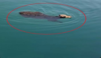 İskenderun Limanı’nda denize düşen angus kısa süre yüzdü: Kurtarıldı ve kıyıya çıkarıldı