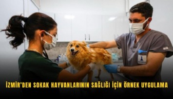 İzmir’den sokak hayvanlarının sağlığı için örnek uygulama