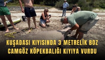 Kuşadası kıyısında 3 metrelik boz camgöz köpekbalığı kıyıya vurdu
