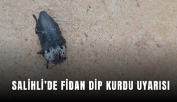 Salihli’de fidan dip kurdu uyarısı