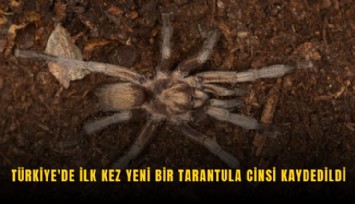 Türkiye'de ilk kez yeni bir tarantula cinsi kaydedildi