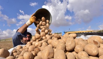Afyonkarahisar'da patates hasadı başladı