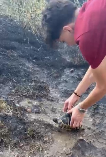 Alevlerin arasından kurtardıkları kaplumbağayı serinlettiler